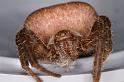 Cyrtophora_ZZXYX_D4069_Z_90_Coochi island_Australie